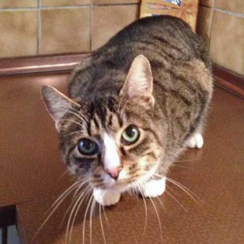 Kater Monty / © 2014 Arche KaNaum (DN)