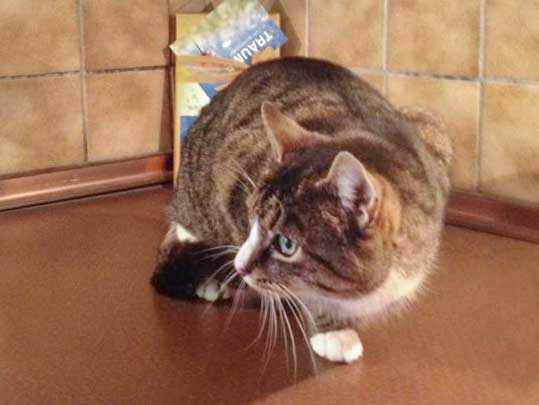 Kater Monty / © 2014 Arche KaNaum (DN)