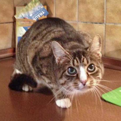 Kater Monty / © 2014 Arche KaNaum (DN)