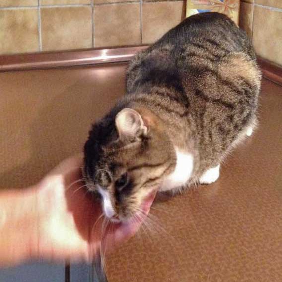 Kater Monty / © 2014 Arche KaNaum (DN)