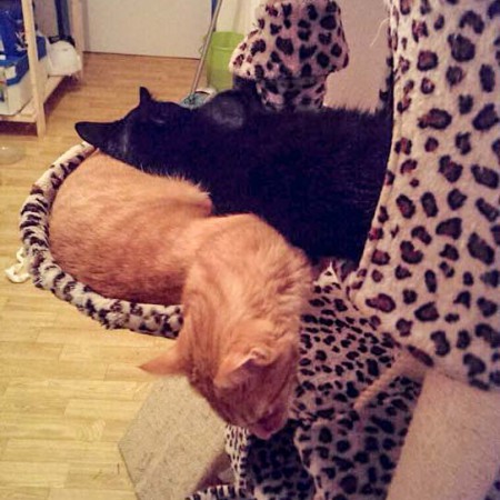 Kater Diego (r.) beim Kuscheln mit Kater Merlin im neuen Zuhause / © 2014 Privat