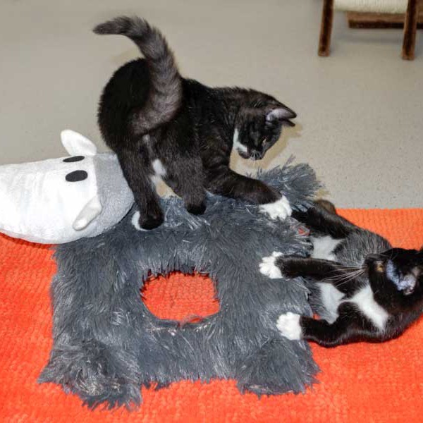 Kätzinnen Anna und Haribo mit Schafi, dem neuem Spielkumpel Kätzinnen Anna und Haribo mit Schafi, dem neuem Spielkumpel / © 2014 Arche KaNaum (NH)