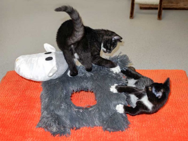 Kätzinnen Anna und Haribo mit Schafi, dem neuem Spielkumpel / © 2014 Arche KaNaum (NH)