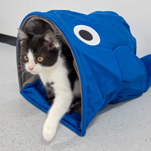 Keine Angst vor großen Fischen: Kater Peach / © 2014 Arche KaNaum (NH)