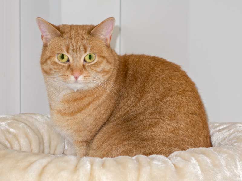 Kätzin Eule mit neuem Kuschelplatz / © 2014 Arche KaNaum (NH)