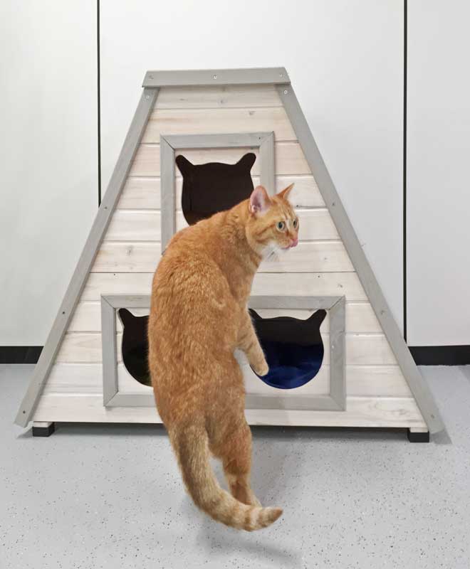 Kätzin Eule ganz neugierig auf Entdeckertour / © 2014 Arche KaNaum (NH)