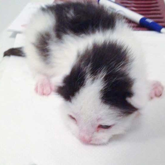 Katerchen Nikolaus / © 2014 Arche KaNaum (DN)