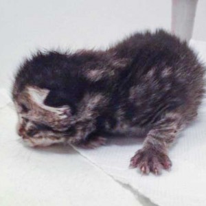 Kätzin Antonia / © 2014 Arche KaNaum (DN)