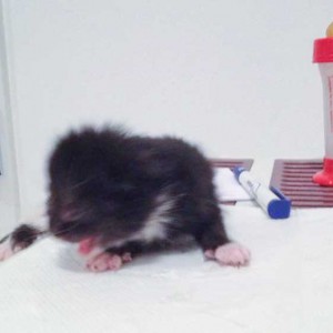 Kätzin Happy / © 2014 Arche KaNaum (DN)