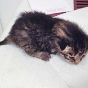 Katerchen (Santa)-Klaus / © 2014 Arche KaNaum (DN)