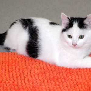 Katerchen Idefix mit frischer "Beute" / © 2014 Arche KaNaum (NH)