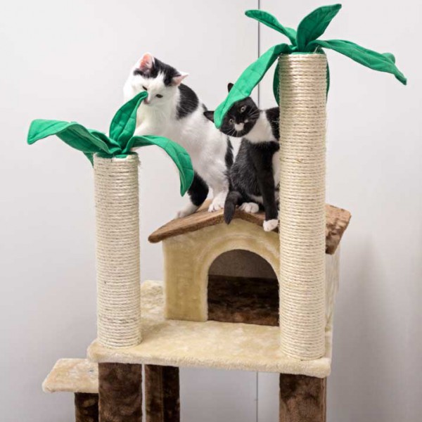 Als Äffchen getarnt: Kater Idefix und Kätzin Haribo Als Äffchen getarnt: Kater Idefix und Kätzin Haribo / © 2014 Arche KaNaum (NH)