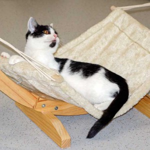 Kätzin Daisy und ihre geliebte Hängematte / © 2014 Arche KaNaum (NH)