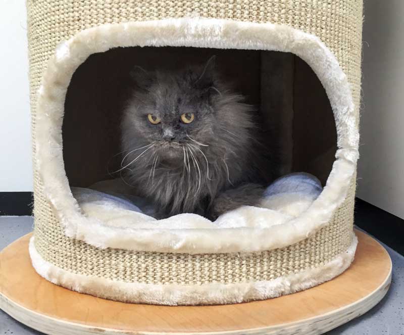 Kätzin Oma Schnurry mit neuem Lieblingsplatz / © 2014 Arche KaNaum (NH)