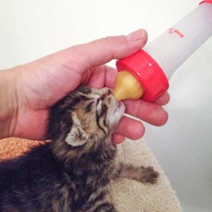 Kätzin Antonia / © 2014 Arche KaNaum (DN)