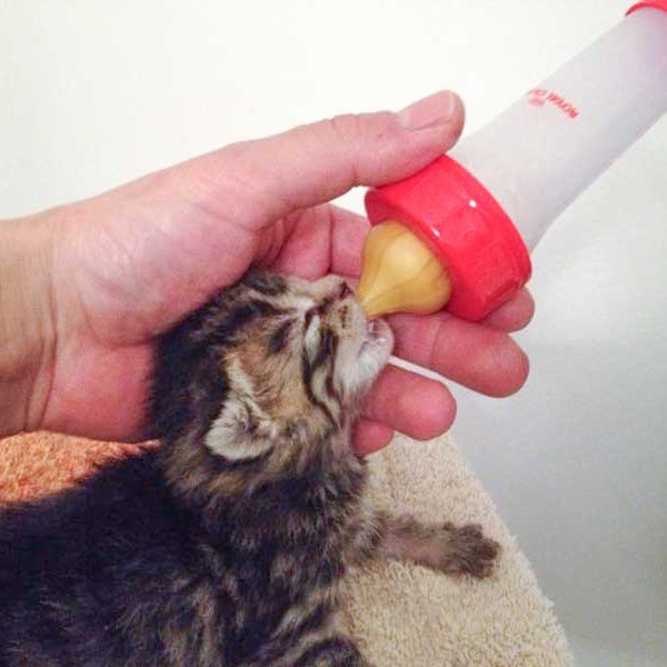 Kätzin Antonia Kätzin Antonia / © 2014 Arche KaNaum (DN)