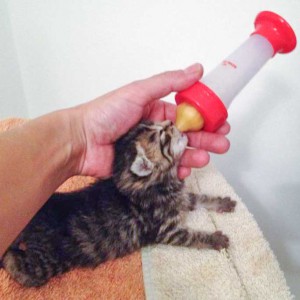 Kätzin Antonia / © 2014 Arche KaNaum (DN)