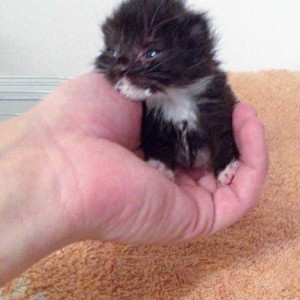 Unsere kleine Kätzin Happy / © 2014 Arche KaNaum (DN)