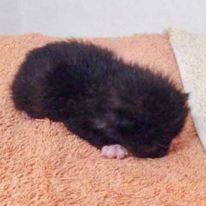 Kätzin Happy / © 2014 Arche KaNaum (DN)