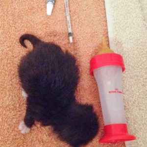 Kätzin Happy / © 2014 Arche KaNaum (DN)