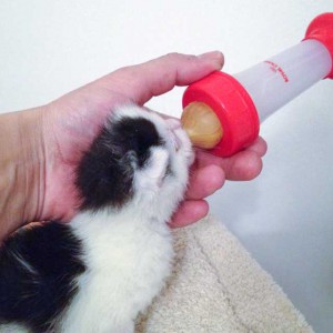 Katerchen Nikolaus / © 2014 Arche KaNaum (DN)