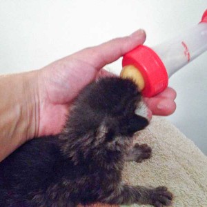 Katerchen (Santa)-Klaus / © 2014 Arche KaNaum (DN)