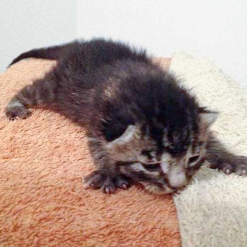 Katerchen (Santa)-Klaus / © 2014 Arche KaNaum (DN)