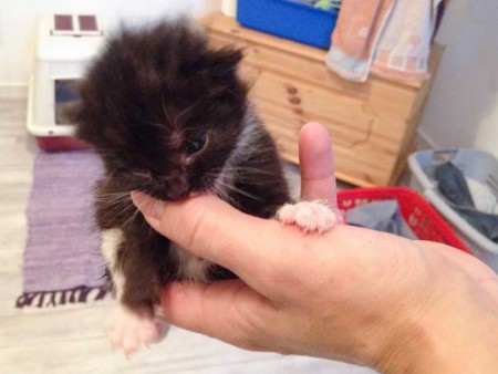 Kätzin Happy / © 2014 Arche KaNaum (DN)