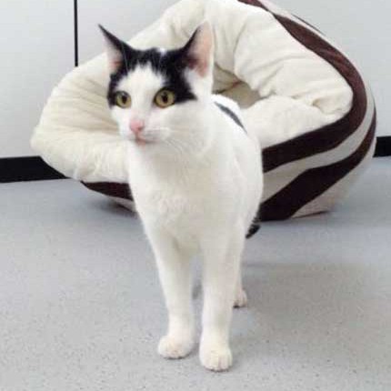 Kätzin Skinny / © 2014 Arche KaNaum (DN)