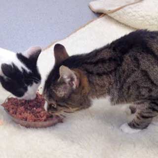 Kätzin Skinny (l.) und Kater Monty / © 2014 Arche KaNaum (DN)