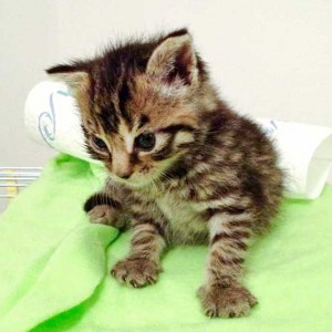 Kätzin Antonia / © 2014 Arche KaNaum (DN)