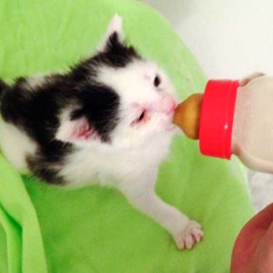 Katerchen Niko(laus) / © 2014 Arche KaNaum (DN)