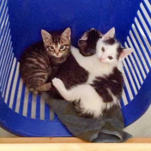 Platz ist in der kleinsten Hütte: Antonia (l.) mit ihren beiden Brüdern Klaus (m.) und Niko / © 2014 Arche KaNaum (DN)