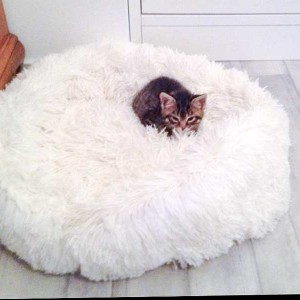 Kleine Kätzin Antonia und ihr groooßes Kuschelkissen / © 2014 Arche KaNaum (DN)