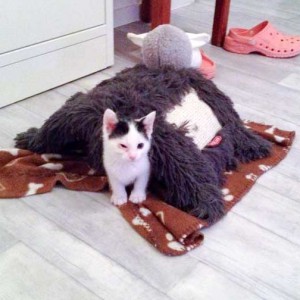 Katerchen Niko und sein Spiel-Kumpel "Schafi" / © 2014 Arche KaNaum (DN)