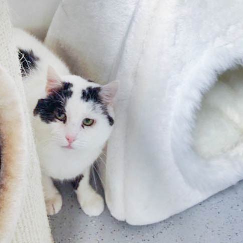 Kater Karl-Otto / © 2015 Arche KaNaum (DN) Kater Karl-Otto / © 2015 Arche KaNaum (DN)