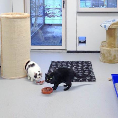 Kater Karl-Otto (l.) und Op1 / © 2015 Arche KaNaum (DN)