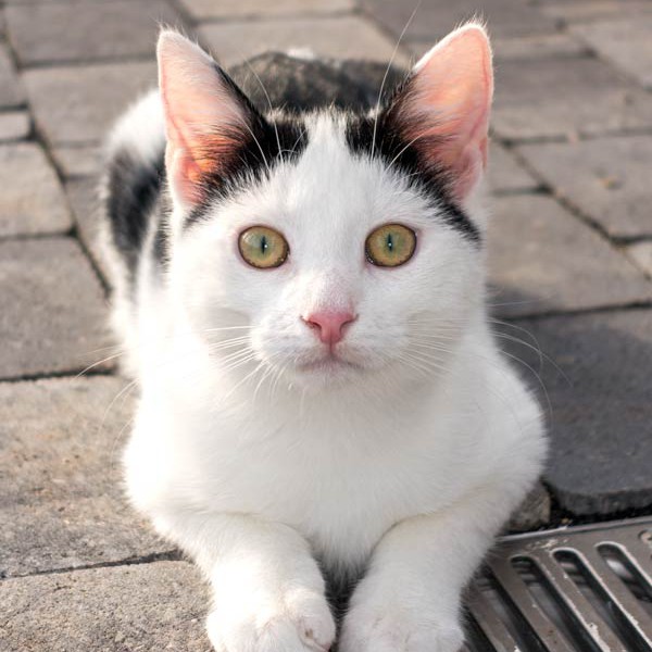 Kater Niko / © 2015 Arche KaNaum (NH)