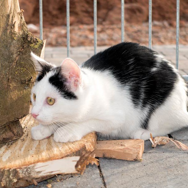 Kater Niko / © 2015 Arche KaNaum (NH)