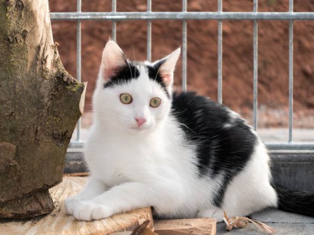 Kater Niko / © 2015 Arche KaNaum (NH)