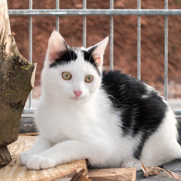 Kater Niko / © 2015 Arche KaNaum (NH)