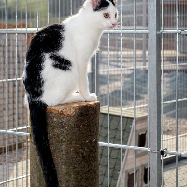 Kater Niko / © 2015 Arche KaNaum (NH)