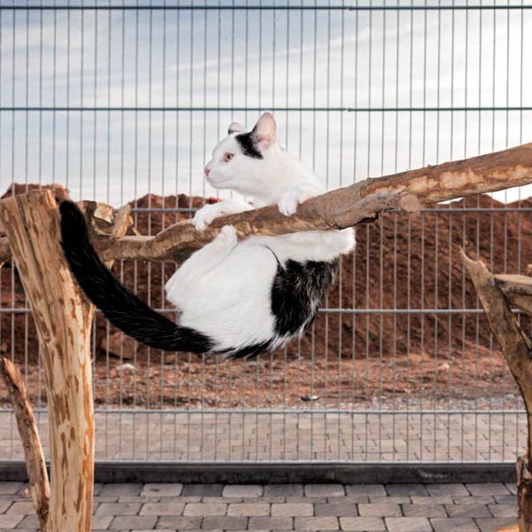 Kater Niko / © 2015 Arche KaNaum (NH)