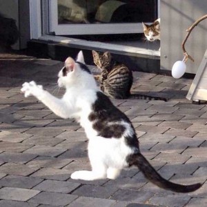 Kater Niko ist eigentlich ein Känguruh ... / © 2015 Arche KaNaum (DN)