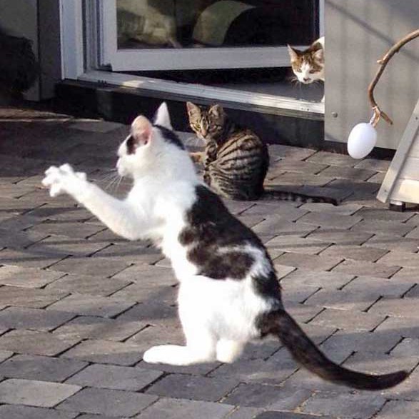 Kater Niko ist eigentlich ein Känguruh ... / © 2015 Arche KaNaum (DN)