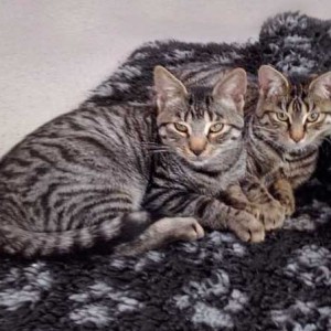 Kater Klaus (l.) mit Schwesterchen Antonia  /  © 2015 Arche KaNaum (DN) Kater Klaus (l.) mit Schwesterchen Antonia / © 2015 Arche KaNaum (DN)