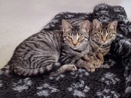 Kater Klaus (l.) mit Schwesterchen Antonia / © 2015 Arche KaNaum (DN)