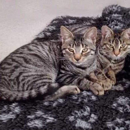 Kater Klaus (l.) mit Schwesterchen Antonia  /  © 2015 Arche KaNaum (DN) Kater Klaus (l.) mit Schwesterchen Antonia / © 2015 Arche KaNaum (DN)