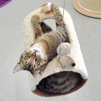 Kater Mario hat die Schaukel erobert / © 2015 Arche KaNaum (DN)