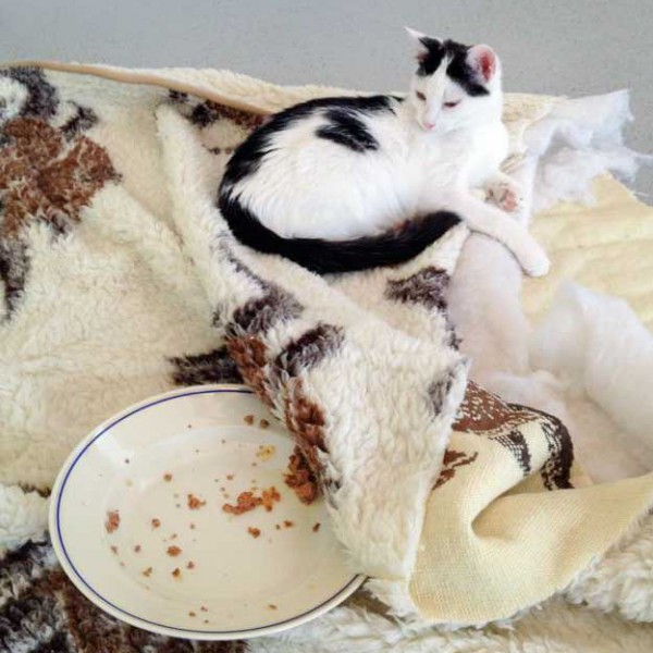 Kater Niko nach getaner Arbeit ... / © 2015 Arche KaNaum (DN)